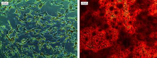 사람유래 지방줄기세포의 골세포 분화능 확인. 분화배지미첨가대조군(left)과 분화배지첨가시험군(right)