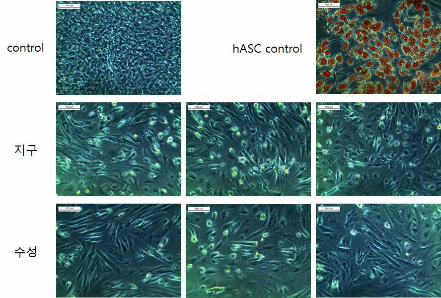 사람유래 지방줄기세포의 골세포 분화 시험법을 적용한 개유래 지방줄기세포의 지방세포분화 시험법 결과.