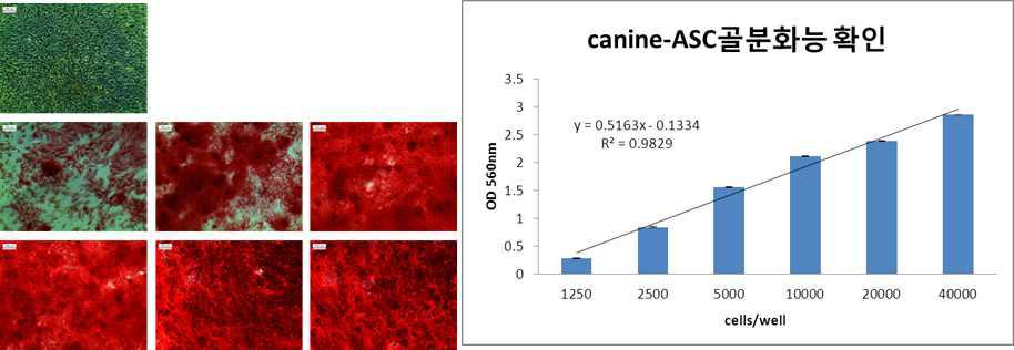 사람유래 지방줄기세포의 골세포 분화 시험법을 적용한 개유래 지방줄기세포의 골세포분화 시험법 validation 결과. Oil Red O 염색 결과(left), 정량 추출 결과(right)