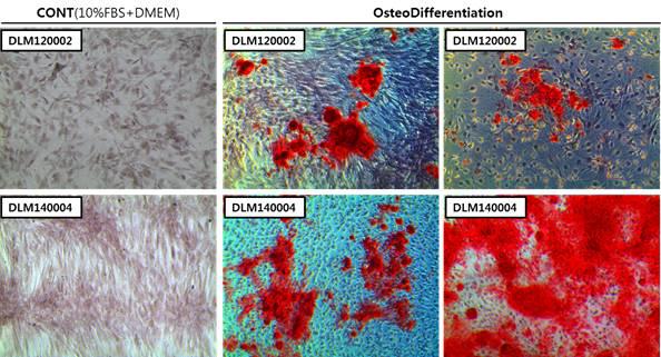 골세포분화능 확인 사진. 공여견 대니(DLM120002)와 재복제견April(DLM140004)의 Alizarin Red S stain 결과 모두 붉게 염색됨으로써 분화가 잘 진행 되었음을 확인