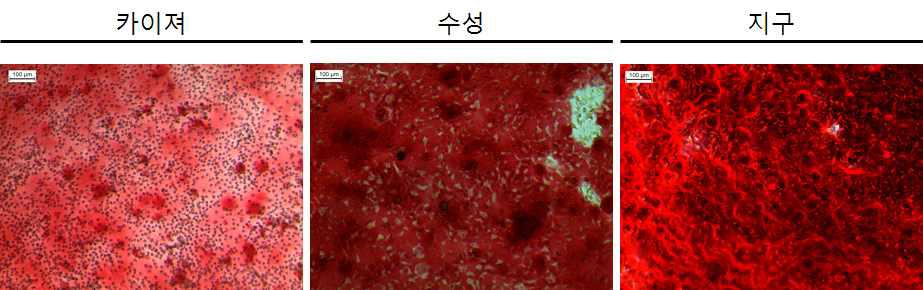 타 개유래 지방줄기세포의 골세포 분화 확인. 카이져(left), 복제견 수성(center), 지구(right)