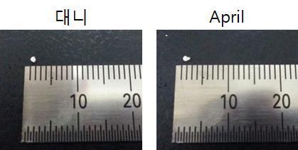 대니와 April의 연골세포분화 후 생성된 연골조직 비교 결과. 대니(left), April(right)