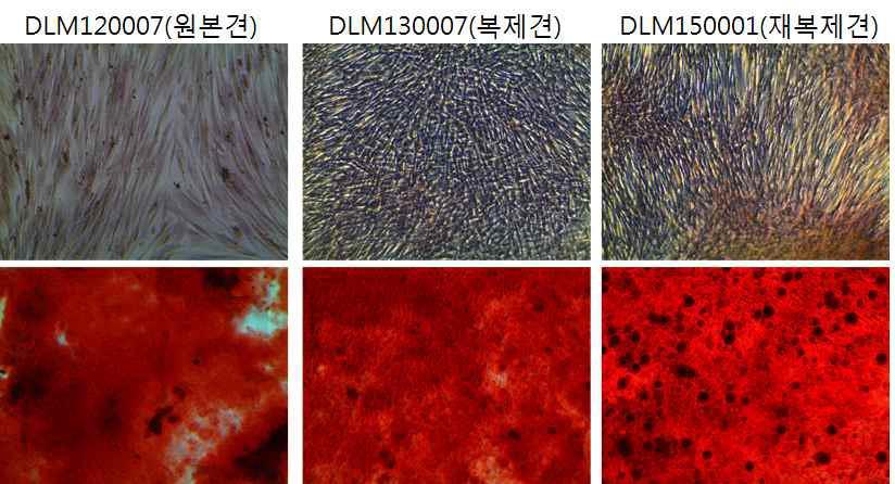 골세포 분화능의 Alizarin Red S 염색 확인. 카이져(left), 복 제견 수성(center), 재복제견 일요일(right)