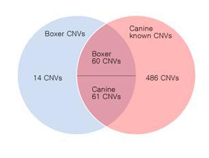 Boxer CNV와 기존에 알려진 CNV의 비교