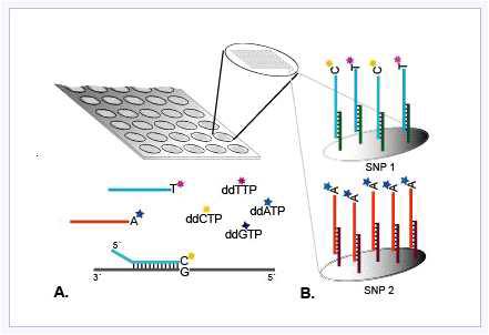 Canine BeadChip 실험 원리.Distribution of SNP by chromosome