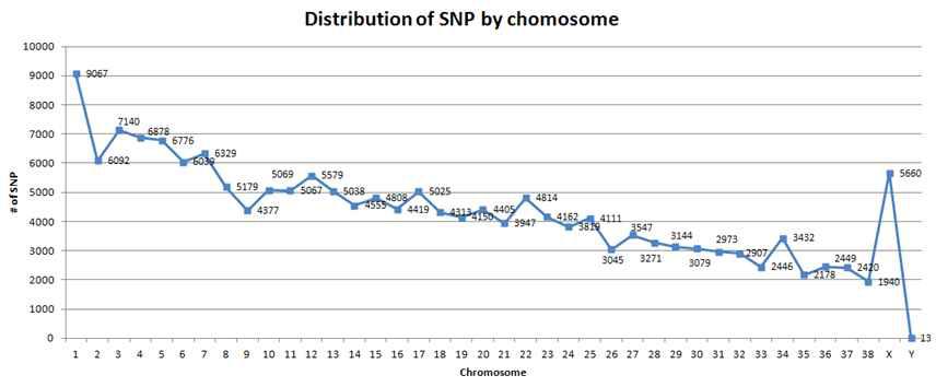 Distribution of SNP by chromosome