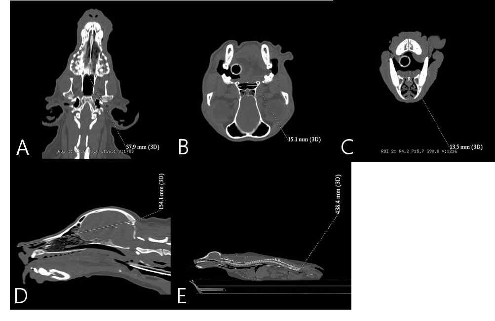 후각 관련 해부학적 구조물. (A) Palatine bone length;(B) Nasopharynx entrance; (C) Nose size; (D) Head size; (E) Body length