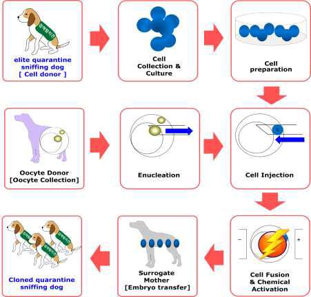 체세포핵이식 기법을 이용한 복제 탐지견 생산 방법