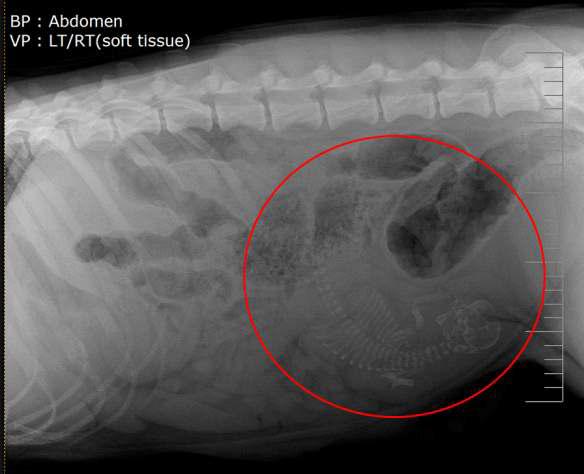 복제수정란 대리모내 이식후 52일째 엑스레이 촬영 영상