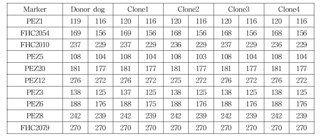 복제개, 공여세포, 대리모의 genomic DNA로 canine specific microsatellite 마커를 이용한 유전자 분석