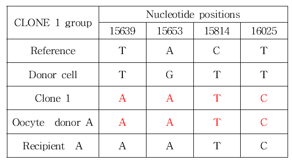 Clone1 group 간의 미토콘드 리아 DNA 분석