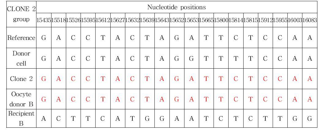 Clone2 group 간의 미토콘드리아 DNA 분석