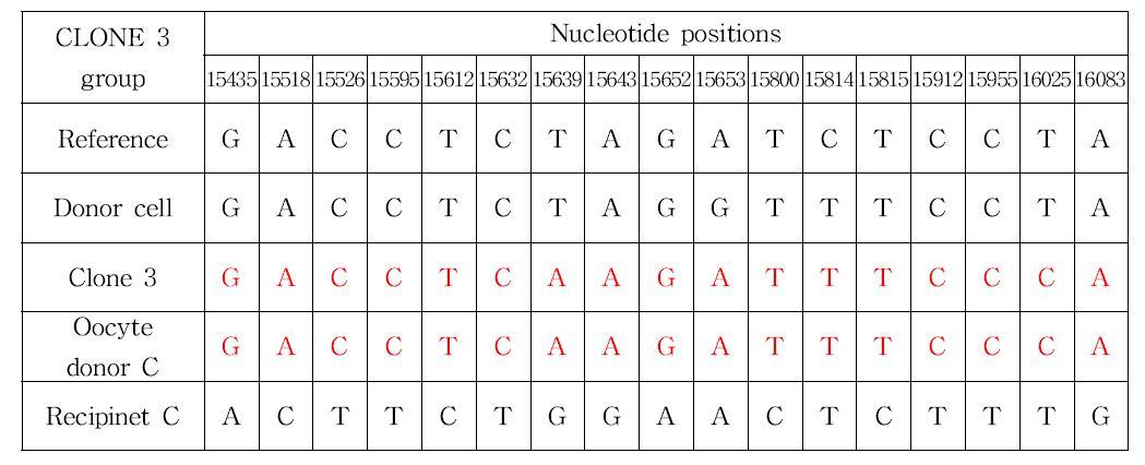 Clone3 group 간의 미토콘드리아 DNA 분석