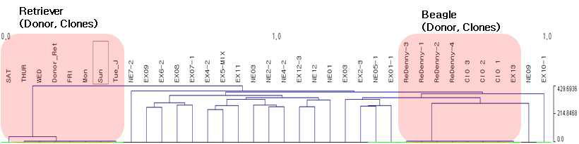SNP genotype을 이용한 cluster 분석 결과