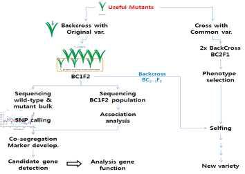 유용 돌연변이 품종육성 및 유용 형질관련 분석 모식도