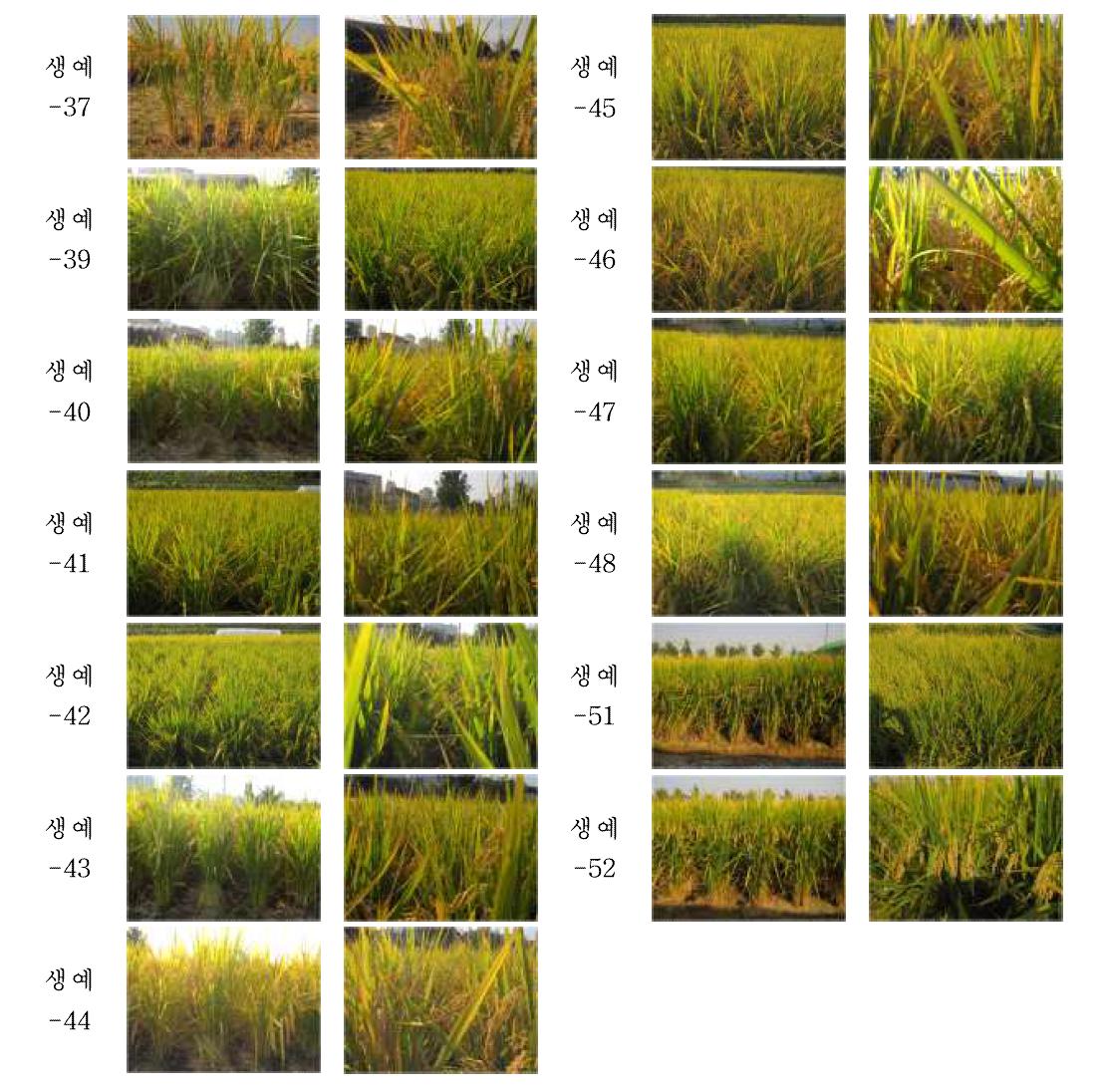 중간찰, 단간, 내도복 고세대 계통의 생산력 시험