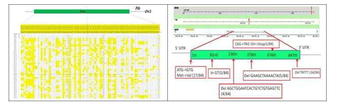 Pi-b 유전자의 haplotype 분석(39 type)