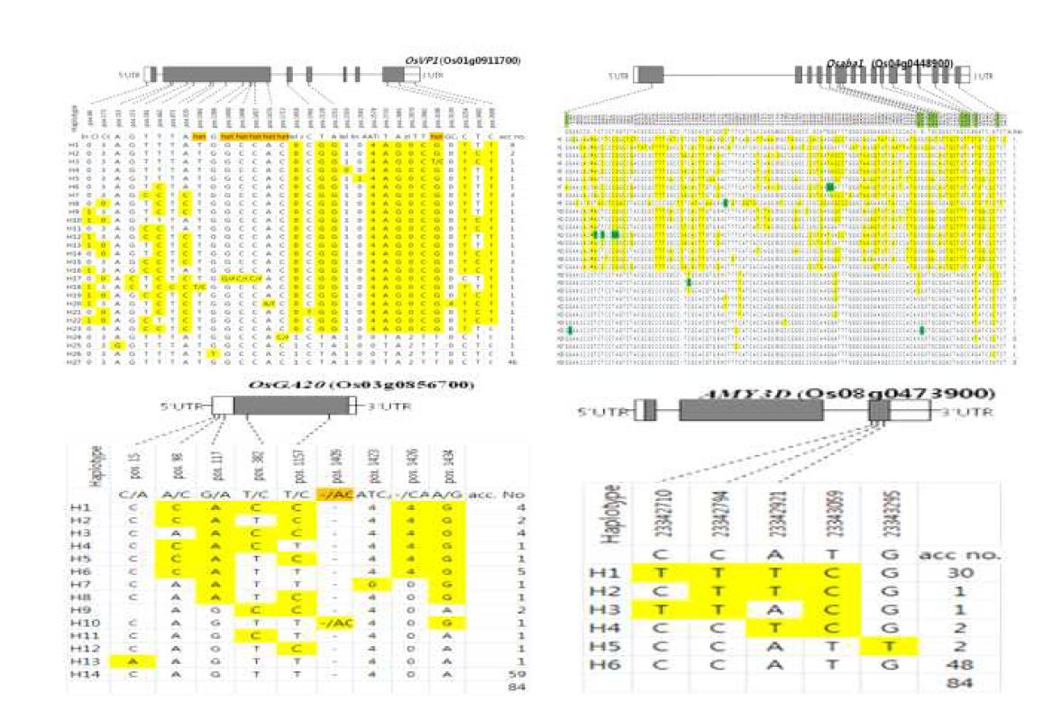 OsVP1, Osaba1, Alpha-amylase 3D, OsGA20ox1의 haplotype variation.