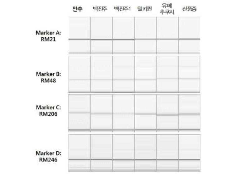 중간찰벼 신품종의 DNA profile