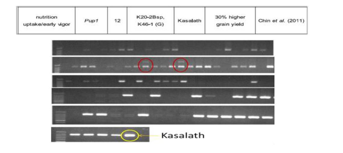 보고된 두 개의 마커(K20-2Bsp와 K46-1)를 이용하여 nutritional uptake /early vigor 특성에 대한 다형성 확인