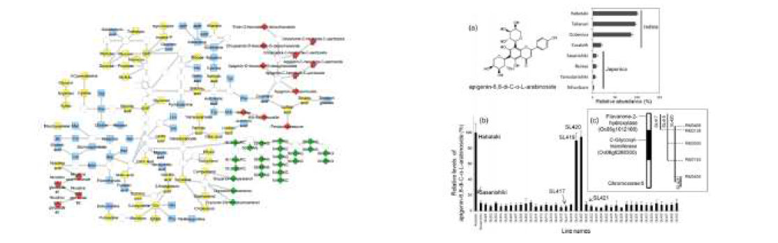 일본 RIKEN 연구소에서 진행한 BIL 대상 Metabolic profiling 결과(좌)와 mQTL로 flavonoid 함량에 관여하는 c-Glycosyl-transferase (Os06g0288300)를 mapping 한 연 구사례