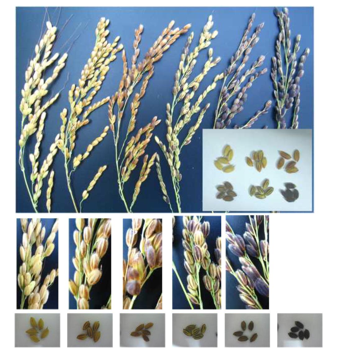 (대립찰벼 / 양조벼 // Sigahabutae) 교배후대에서 종피색의 분리