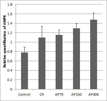 AMPK gene expression levels of treadmill test groups in skeletal muscle tissue