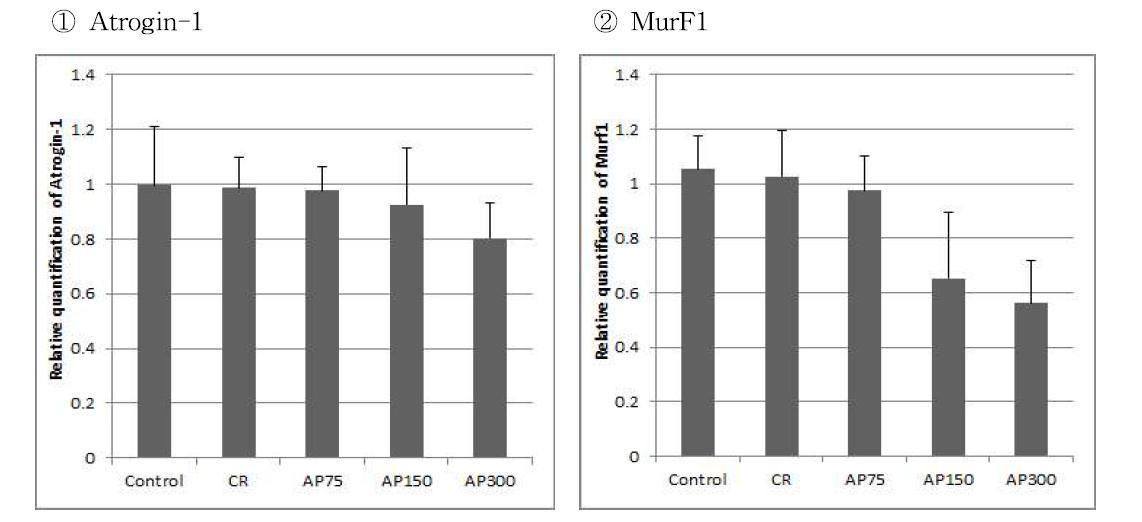 ①Atrogin-1, ②MurF1 gene expression levels of treadmill test groups in skeletal muscle tissue