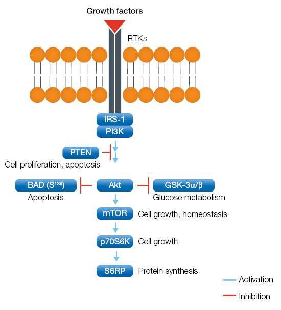 Schematic representation of the Akt signaling pathway