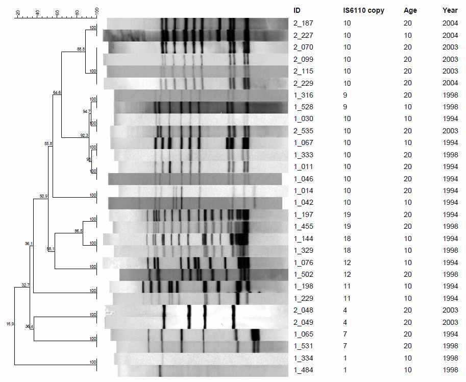 10-29세 연령대에서 분리한 14개의 IS6110-RFLP cluster