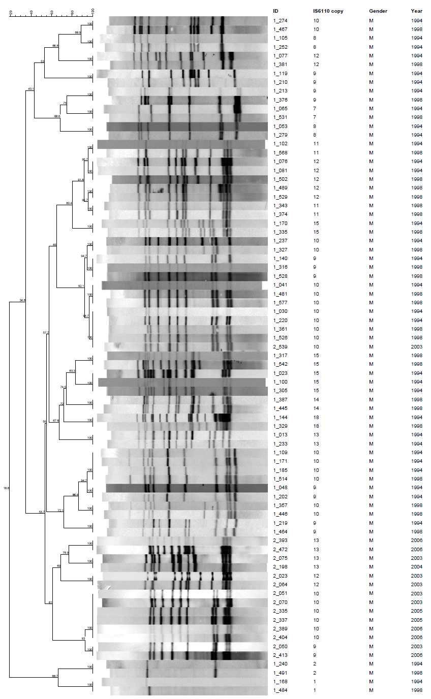 남성으로부터 분리한 32개의 IS6110-RFLP cluster