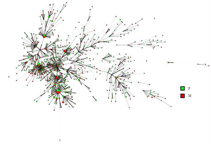 성별 MIRU-VNTR type을 기준으로 24 loci에 대한 Minimum Spanning Tree