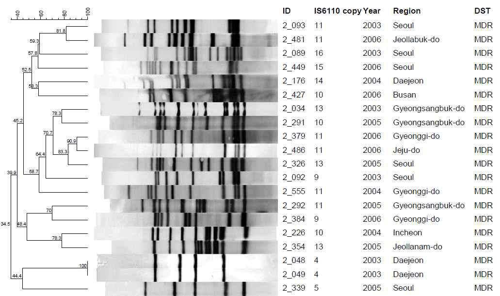 MDR 대상균주 1개의 IS6110-RFLP cluster