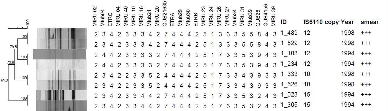 도말검사등급 3 Positive (+++)로부터 4개의 IS6110-RFLP 및 MIRU-VNTR cluster