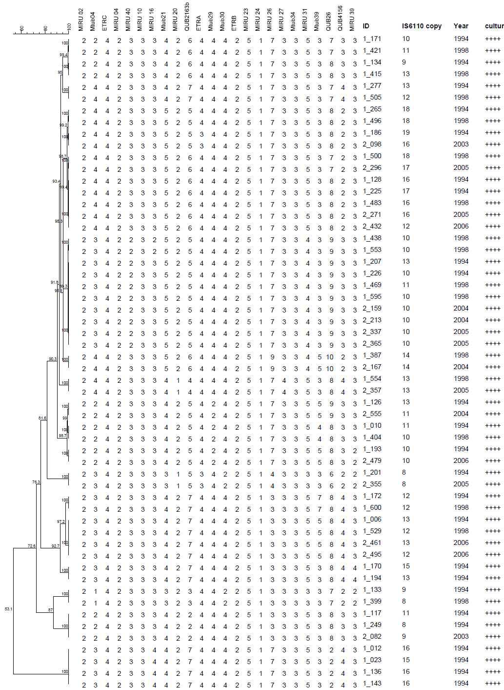 배양검사등급 4 Positive (++++)로부터 23개의 MIRU-VNTR cluster