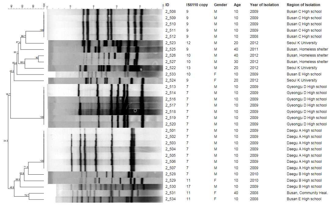 Outbreak로부터 분리한 3개의 IS6110-RFLP cluster