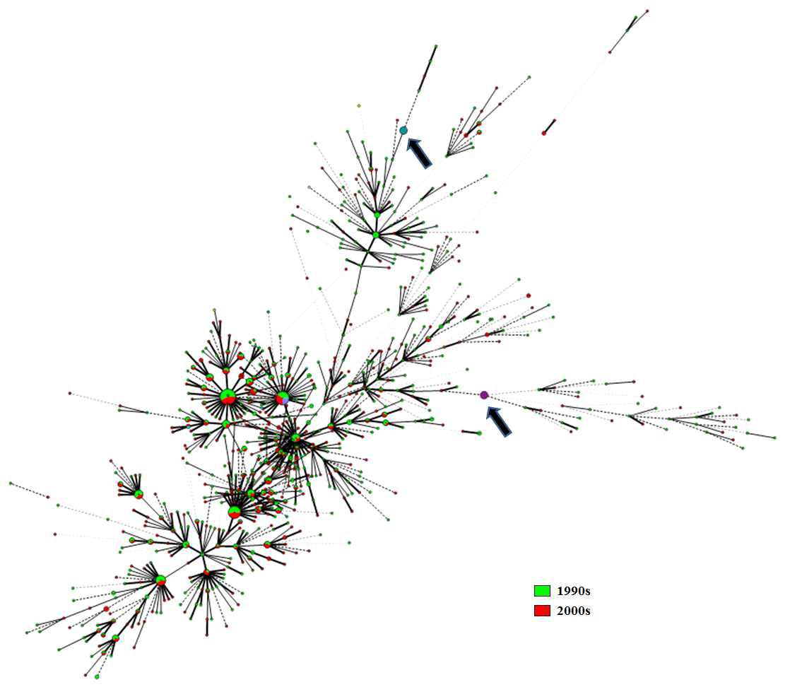 시기별 MIRU-VNTR type을 기준으로 24 loci에 대한 Minimum Spanning Tree