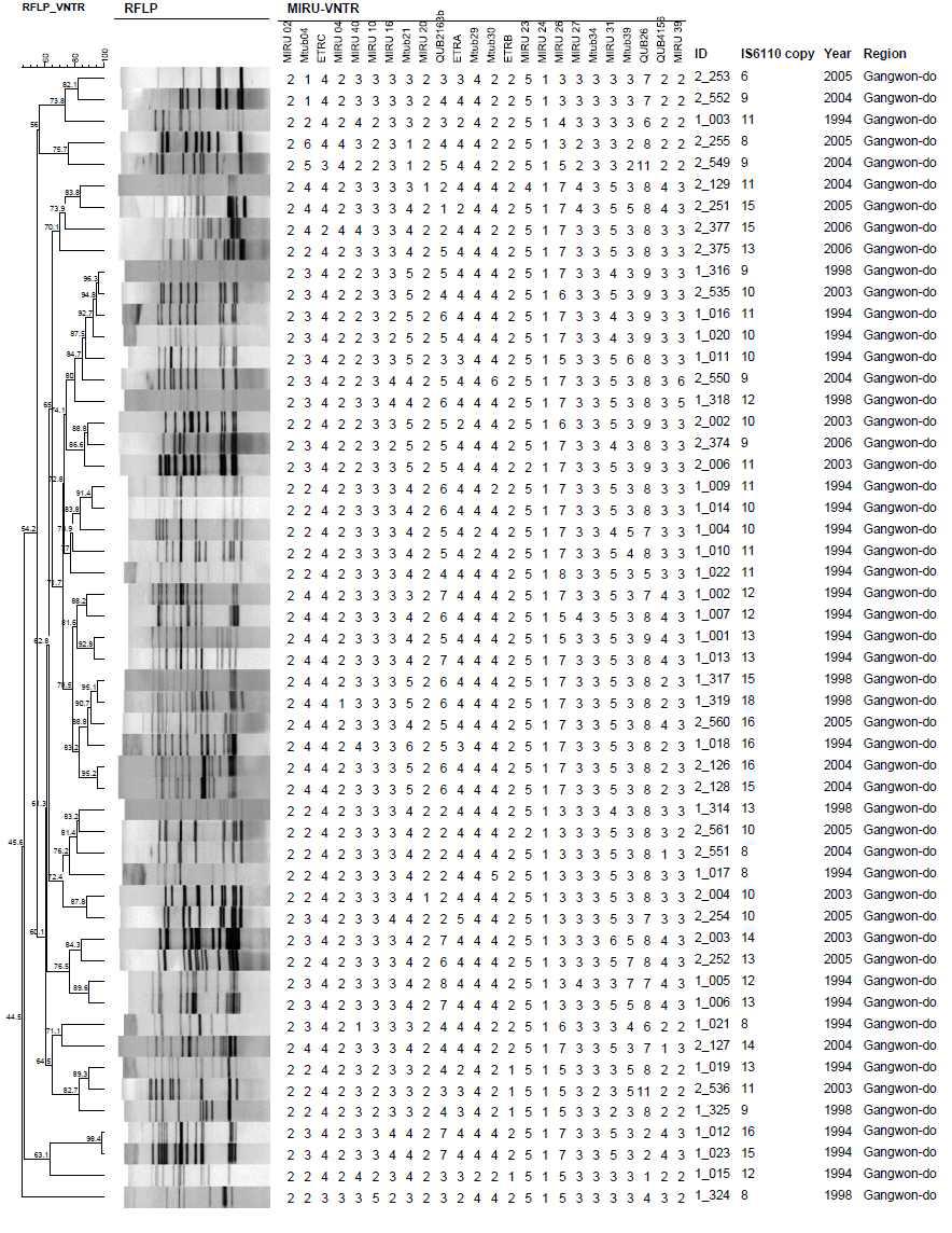 강원도 지역에서 분리한 균주의 IS6110-RFLP pattern 및 MIRU-VNTR pattern