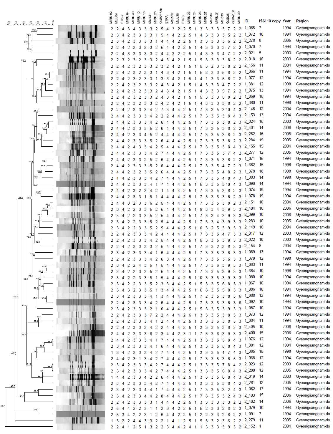 경상남도 지역에서 분리한 대상균주의 IS6110-RFLP 및 MIRU-VNTR pattern