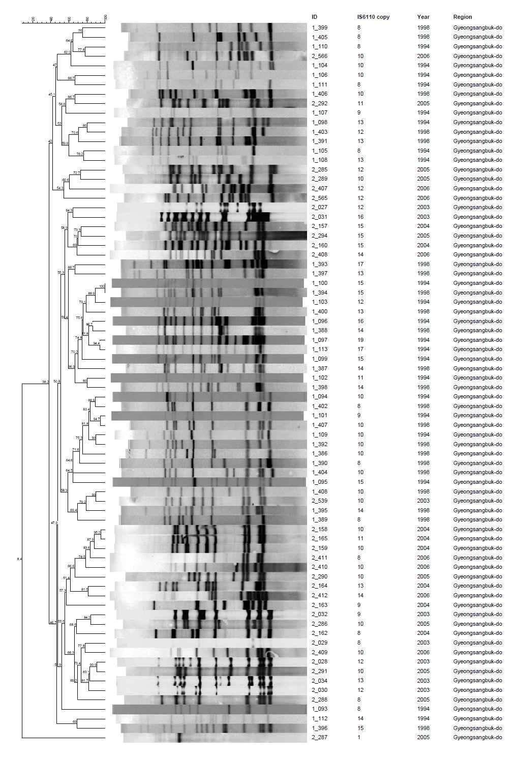 경상북도 지역에서 분리한 1개의 IS6110-RFLP cluster