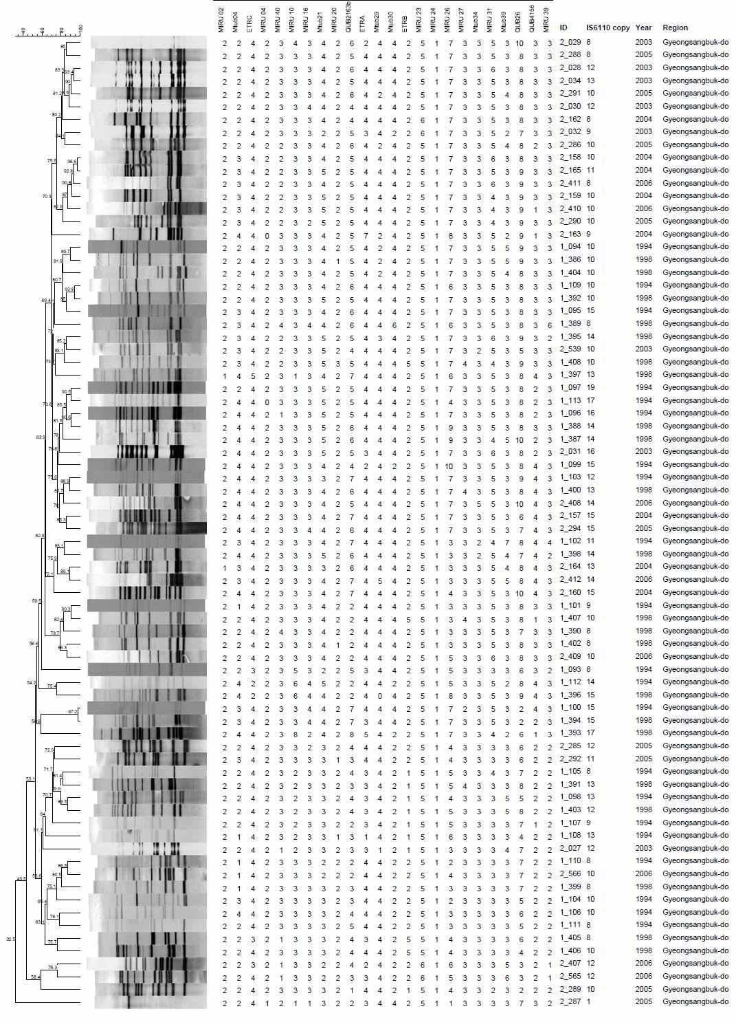 경상북도 지역에서 분리한 대상균주의 IS6110-RFLP 및 MIRU-VNTR pattern