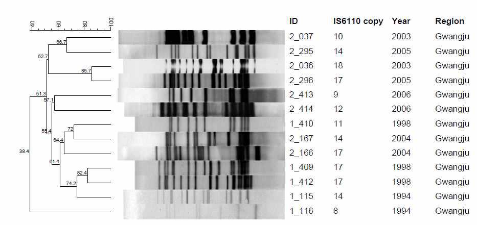 광주 지역에서 분리한 대상균주의 IS6110-RFLP pattern