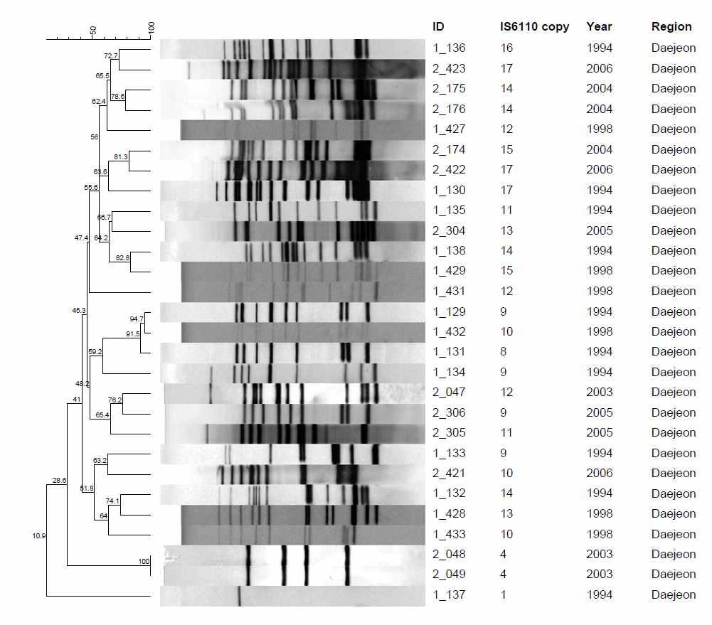 지역에서 분리한 1개의 IS6110-RFLP cluster