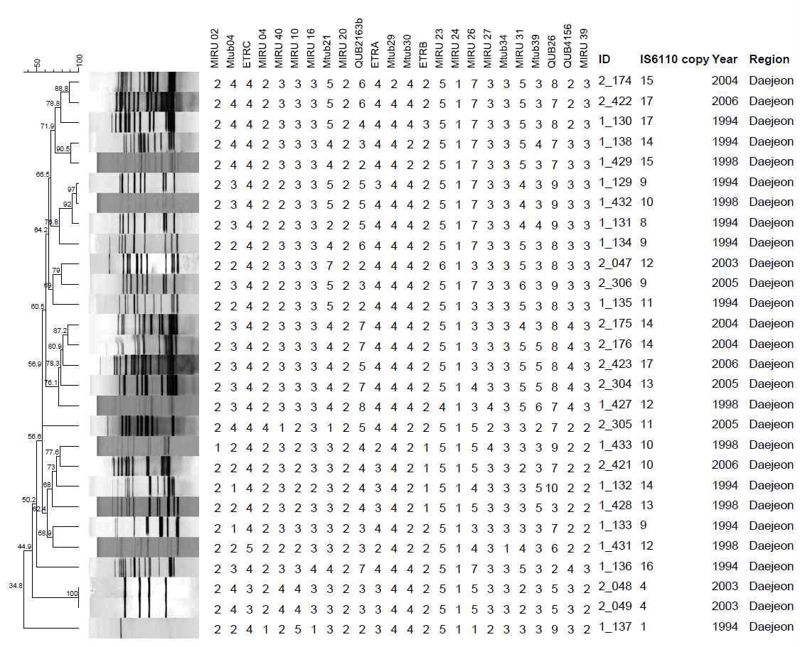 대전 지역에서 분리한 1의 IS6110-RFLP 및 MIRU-VNTR cluster