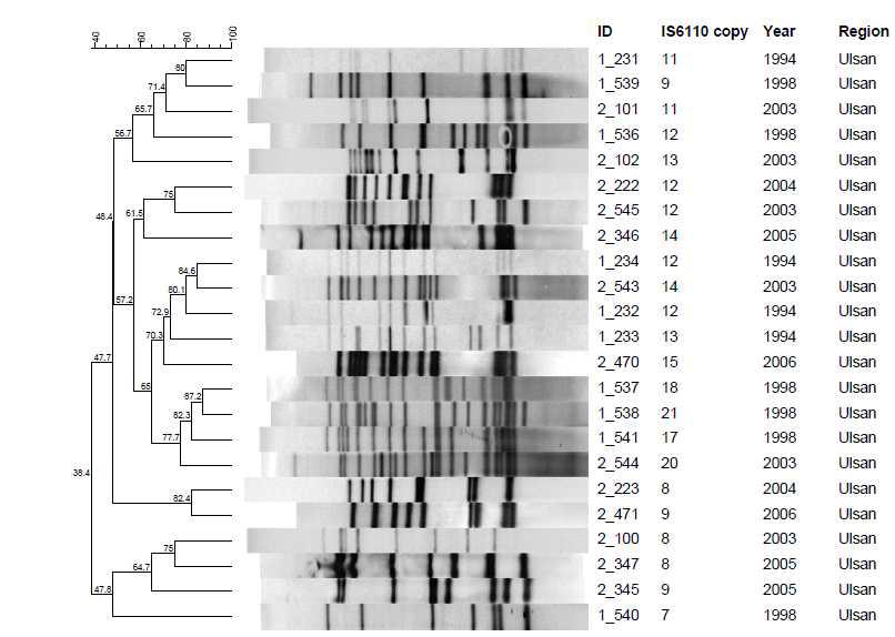 울산 지역에서 분리한 대상균주의 IS6110-RFLP pattern