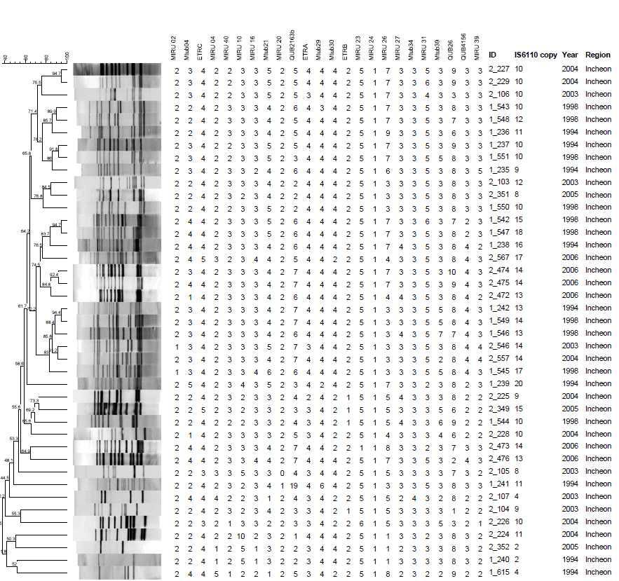 인천 지역에서 분리한 대상균주의 IS6110-RFLP 및 MIRU-VNTR pattern