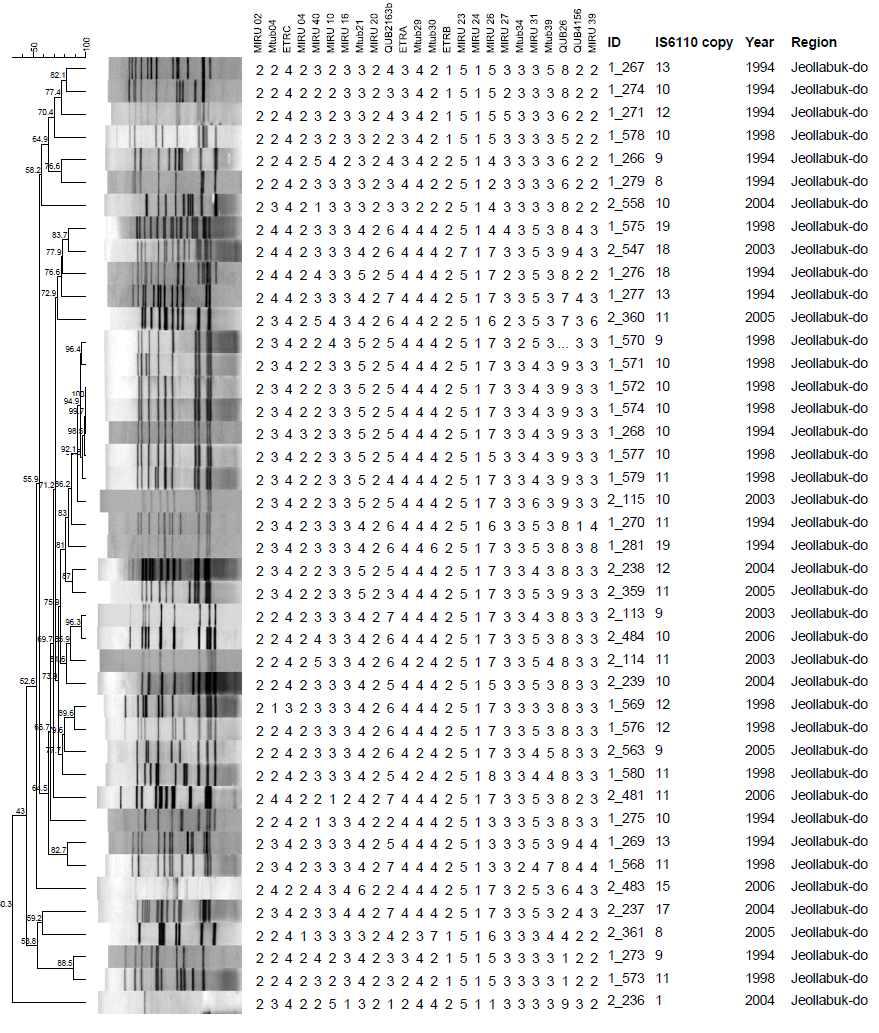 전라북도 지역에서 분리한 1개의 IS6110-RFLP 및 MIRU-VNTR cluster