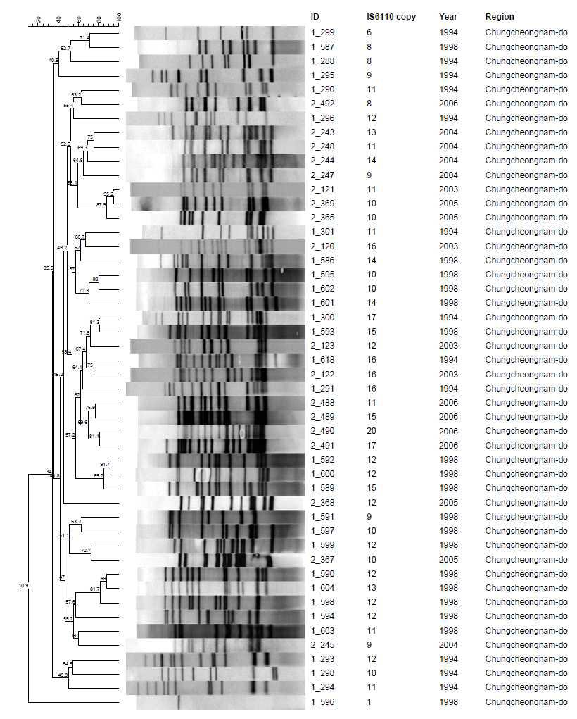 충청남도 지역에서 분리한 대상균주의 IS6110-RFLP pattern