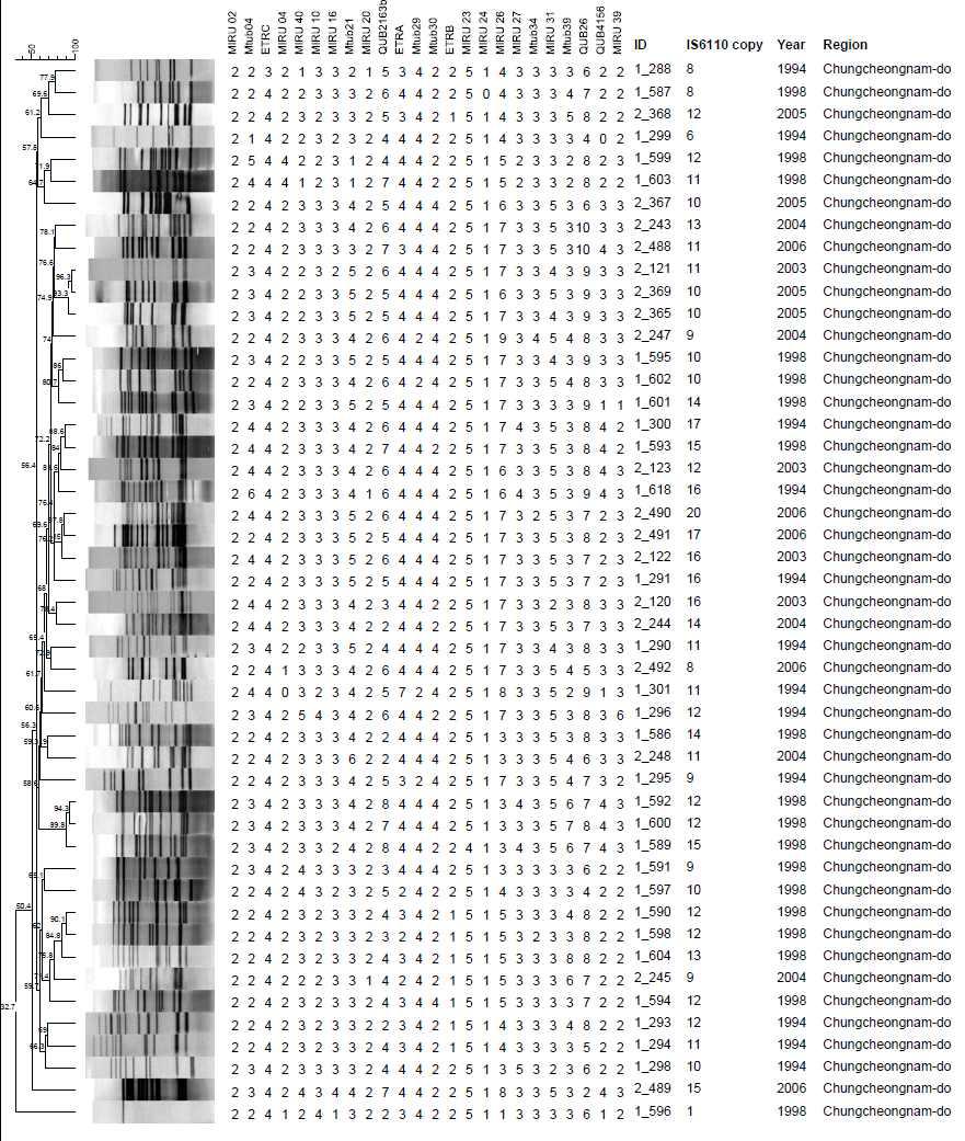 충청남도 지역에서 분리한 대상균주의 IS6110-RFLP 및 MIRU-VNTR pattern