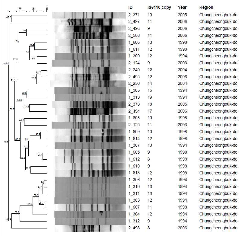 충청북도 지역에서 분리한 대상균주의 IS6110-RFLP pattern